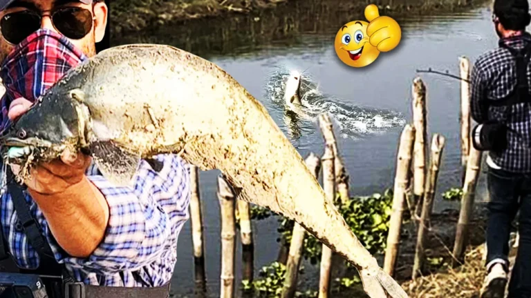 wallago attu Pathan Fishing | winter Fish hunting | Murrel Fishing | frog fishing | Village Fishing