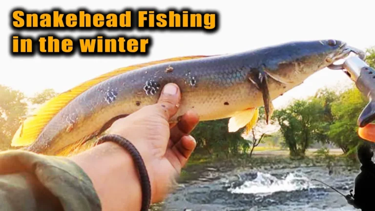 Snakehead Fishing in winter season 3 | Murrel Fishing | frog fishing | Snakehead fishing in India